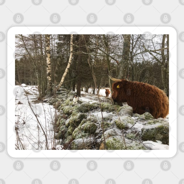 Scottish Highland Cattle Cow and Cat 2230 Sticker by SaarelaHighland